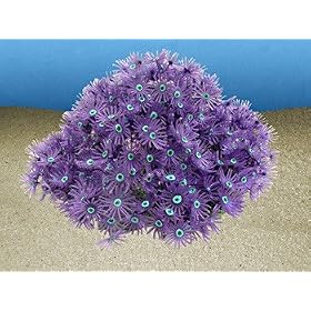 Nature`s Image Goniopora: PURPLE: 7in x 6.5 inch x 3.5 inch (Anthelia) Coral Reproduction by