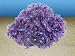 Nature`s Image Goniopora: PURPLE: 7in x 6.5 inch x 3.5 inch (Anthelia) Coral Reproduction