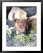 Fossa, Male Captive, Madagascar Animals Framed Art Poster Print by Mike Powles, 25x31