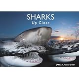 Sharks Up Close