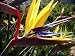 Mandelas Gold Bird of Paradise 10 Seeds - Strelitzia - Elegant - Rare