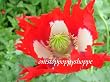 500 Poppy Flower Seeds. Papaver Somniferum. Danish Flag Poppies.