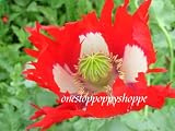 500 Poppy Flower Seeds. Papaver Somniferum. Danish Flag Poppies.