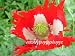 500 Poppy Flower Seeds. Papaver Somniferum. Danish Flag Poppies.