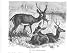 PAMAS DEER Natural History Antique print 1893 Image