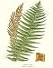 Botanical Fern Print: Ostrich Fern - Onoclea germanica