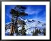 Ancient Limber Pines with Snowy Mountain Behind Sequoia National Park, California, US...