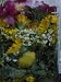 Jar Full of Medicinal Flowers and Herbs Photographic Poster Print by Lynn Johnson, 18x24