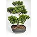 Bonsaï pin artificiel en coupe, 198 épines, 50 cm, extérieur - arbre artificiel / bonsai décoratif - artplants
