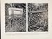 Bizarre Forms Burial Aerial Coffins Tree Grave Print