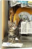 Box Canvas Print of Cat - Kitten in dishwasher from Ardea