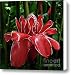 Red Ginger Lily Canvas Print / Canvas Art - Artist Heiko Koehrer-Wagner