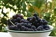 Photographic Print, CORFU GRAPES 1, 8"x6" print.