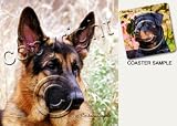 German Shepherd Dog Drink Coasters