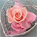 �������� �v���U�[�u�h�t�����[�uheart �n�[�g�v�s���N