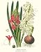 Botanical Flower Print: Garden Hyacinth - Hyacinthus orientalis