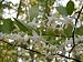 American Snowbell (Styrax americana)
