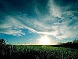 Lawn (Sun, Sky, Grass) White Wood-Mounted Art Poster Print - 11" X 17"