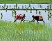 Paddy Fields of Tamil Nadu - Olivier Follmi Art Print Poster 12 x 10