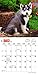 Siberian Husky Puppies 2017 Calendar