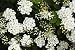 Closeup of Flowering Shrub Bridal Wreath Spirea - 72