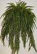 Giant 58" Boston Fern Hanging Basket