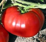 Delicious Tomato 4 Plants