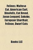 Feline Introduction: Maltese Cat, American Curl, Dinofelis, Cat Breed, Javan Leopard, Sokoke, European Shorthair, Felinae, Dwarf Cats