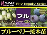 ブルーベリー 苗 プル ノーザンハイブッシュ系　接ぎ木苗 【ブルーインパルス】 blueberry