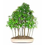 Brussel's DT3034TMG15 Trident Maple Forest 15 Tree