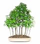Brussel's DT3034TMG15 Trident Maple Forest 15 Tree