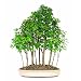 Brussel's DT3034TMG15 Trident Maple Forest 15 Tree