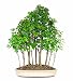 Brussel's DT3034TMG15 Trident Maple Forest 15 Tree