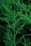 Rare Siberian Cypress - Microbiota - Outside or Bonsai - B000PKKVF4