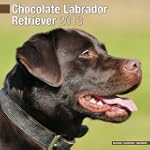 Chocolate Lab Retriever 2013 Wall Cal...