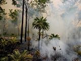 Controlled Burn in an Australian Forest To Help with Flood Control Photographic Poster Print by Randy Olson, 32x24