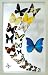 Framed Butterflies Christmas Gift Collection with Real Blue Morpho Butterfly