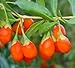 100 HIMALAYAN TIBETAN GOJI BERRY WOLFBERRY FRUIT Bush Lycium Barbabarum Seeds