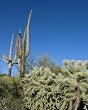 Prickly Desert Landscape, Arizona - Bucolic 16"x20" Photographic Print by Carol M. Highsmith