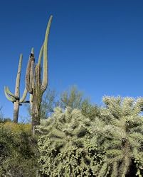 Prickly Desert Landscape, Arizona - Bucolic 16"x20" Photographic Print by Carol M. Highsmith