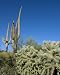 Prickly Desert Landscape, Arizona - Bucolic 16"x20" Photographic Print by Carol M. Highsmith