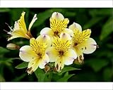 51ey3nUXO1L. SL160  Photographic Prints of DAD 1798 Alstroemeria / Peruvian Lily   Yellow Friendship from Ardea Wildlife Pets