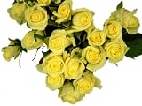 �s�X�^�`�I�@�y�N���[���z�@10�{�@���o���̉ԑ����@