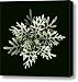 Dusty Miller Canvas Print / Canvas Art - Artist Deborah J Humphries