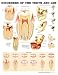 Disorders of the Teeth and Jaw Anatomical Chart