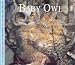 Baby Owl