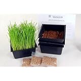 Mini Organic Pet Grass Kit -3 Pack- Grow Wheatgrass for Pets: Dog, Cat, Bird, Rabbit, More - Includes Trays, Soil, Wheat Grass Seeds, Instructions