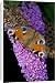 Canvas Prints of Peacock Butterfly - on Buddleia Bush (Buddleia davidii) from Ardea Wildlife Pets