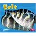 Eels (Pebble Plus)