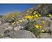 Photographic Prints of Mexican Gold Poppies and Brittlebush (Encelia farinosa) grow between rocks in from Ardea Wildlife Pets